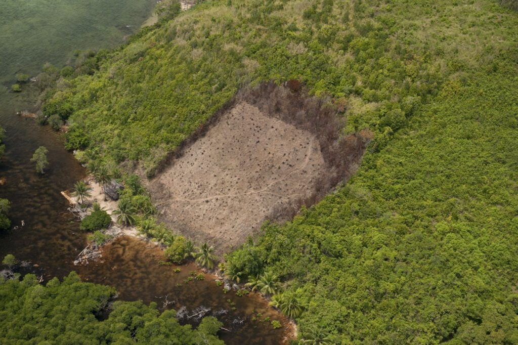 Actieplan tegen wereldwijde ontbossing featured image