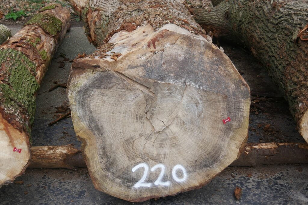 Recordopbrengst voor iep featured image