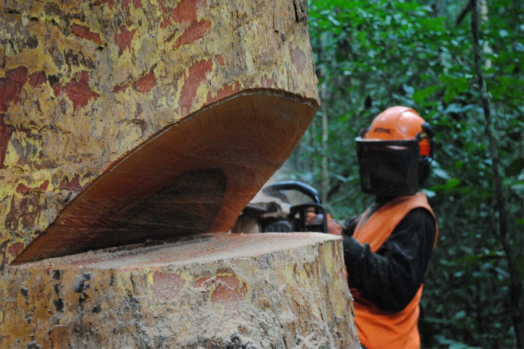 ‘Hout moet zonder twijfel legaal zijn’ featured image