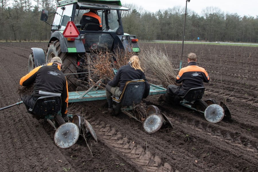 Half miljoen bomen geplant featured image