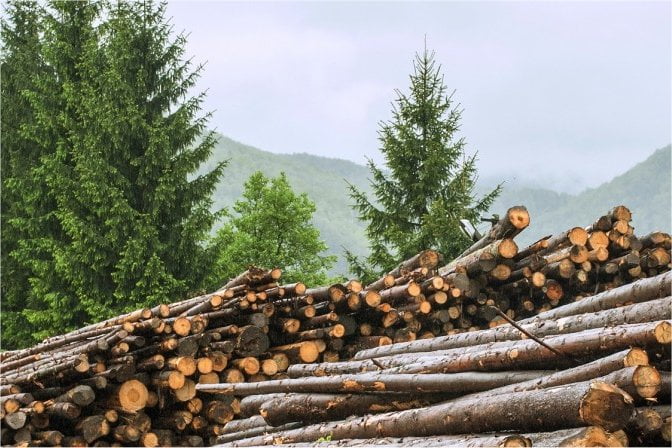 NEPCon zoekt leden voor expertforum featured image