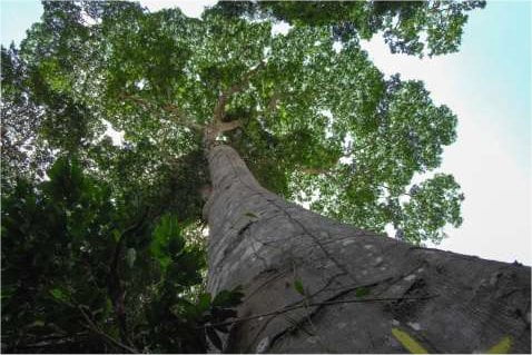 Arbor Group krijgt toegang tot FSC-bos in Gabon featured image