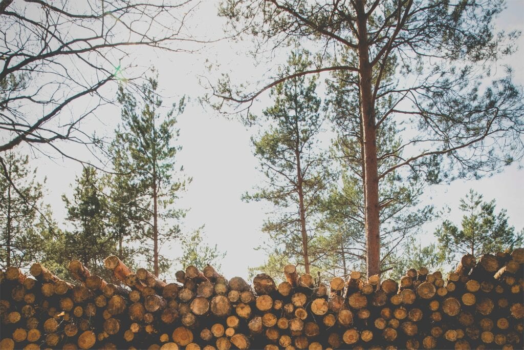 Veel biomassa komt uit Nederland