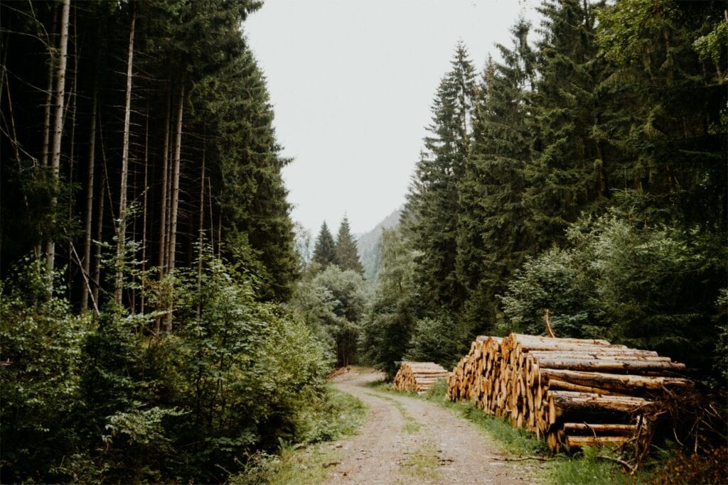 Europees naaldhout gewild