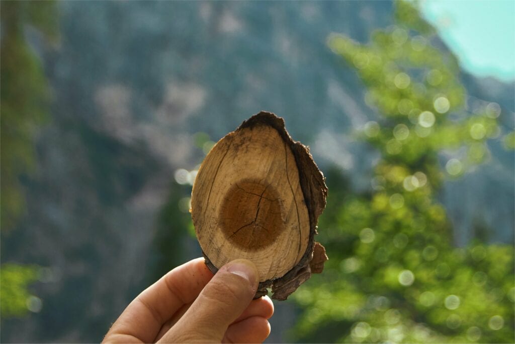 Veel duurzaam geproduceerd hout in Nederland