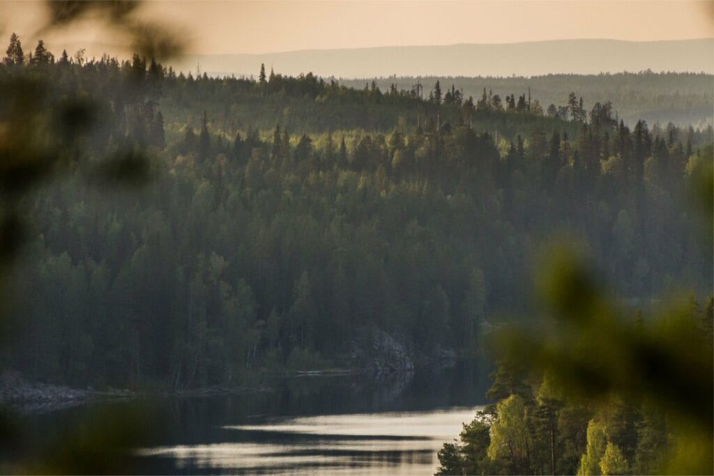Bossen in Karelië