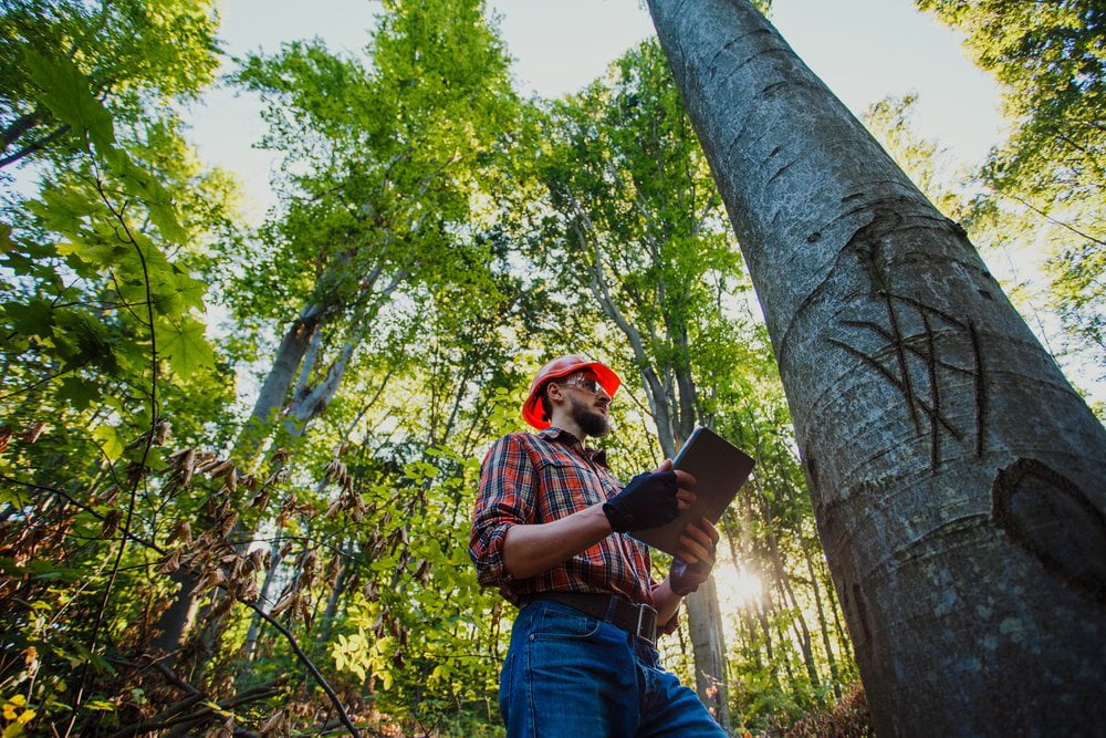 Klimaatbestendig bosbeheer