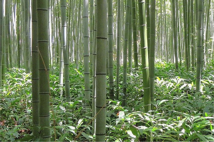 Inzetten op Europese bamboeplantages