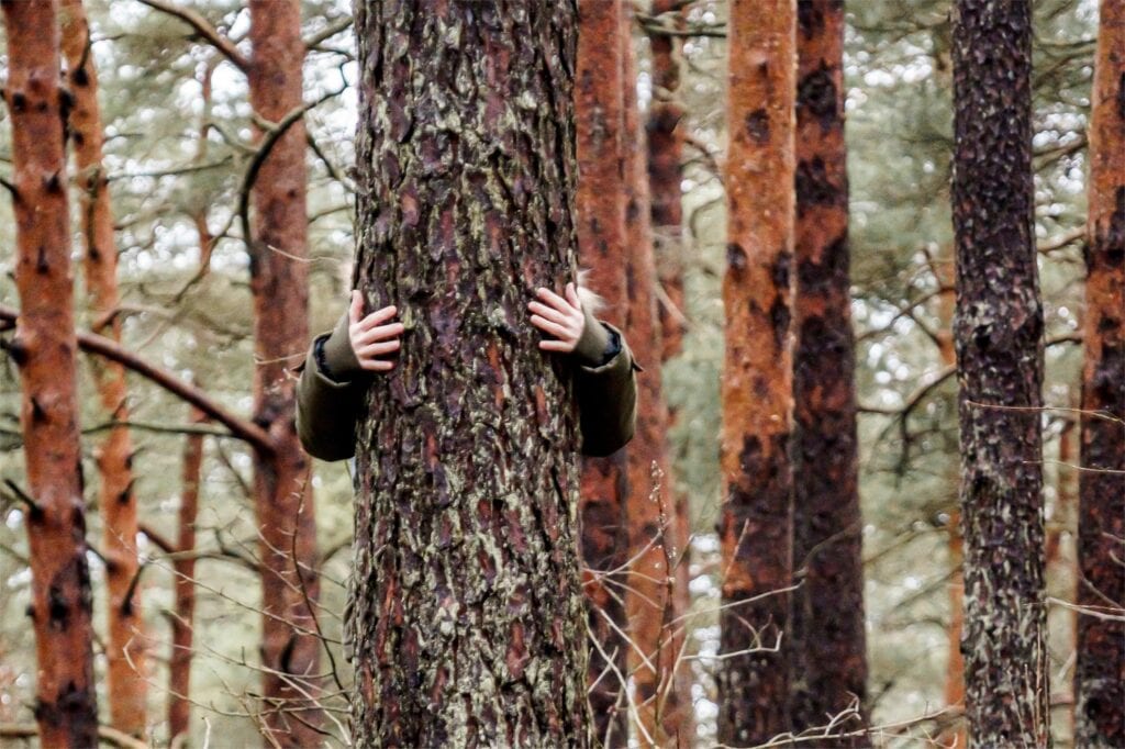De waarde van bomen inzien