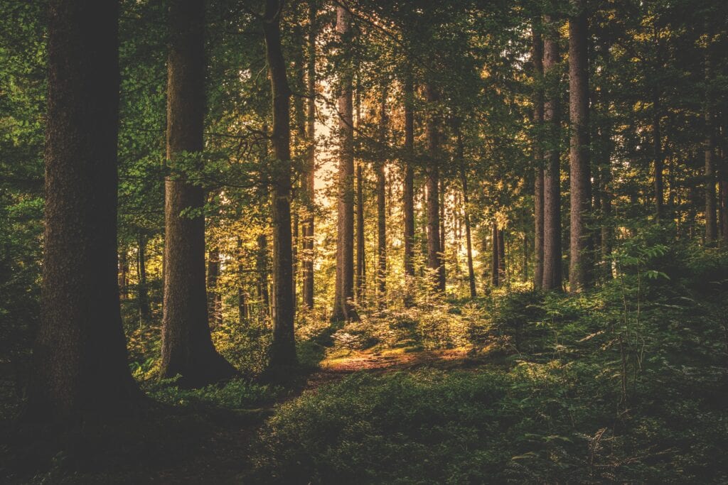 Ongekend hoge prijs van hout wereldwijd featured image