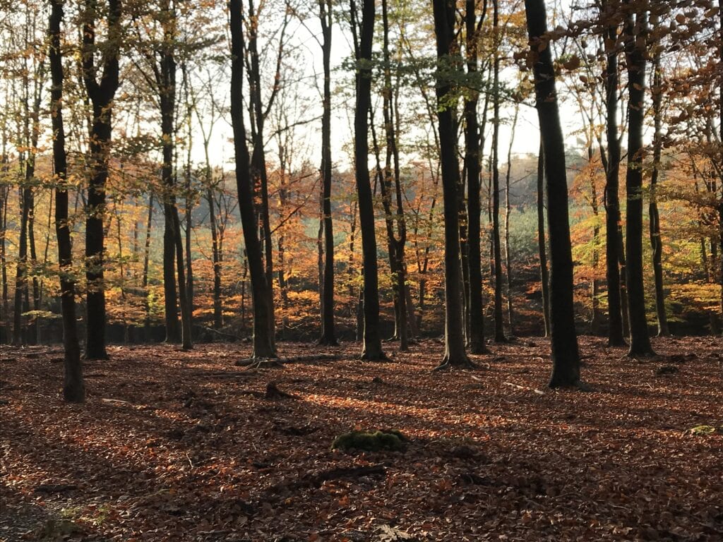 Data pan-Europese bossen online featured image