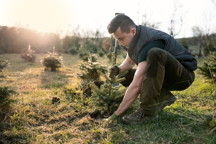 DS Smith plant meer dan 50.000 nieuwe bomen featured image
