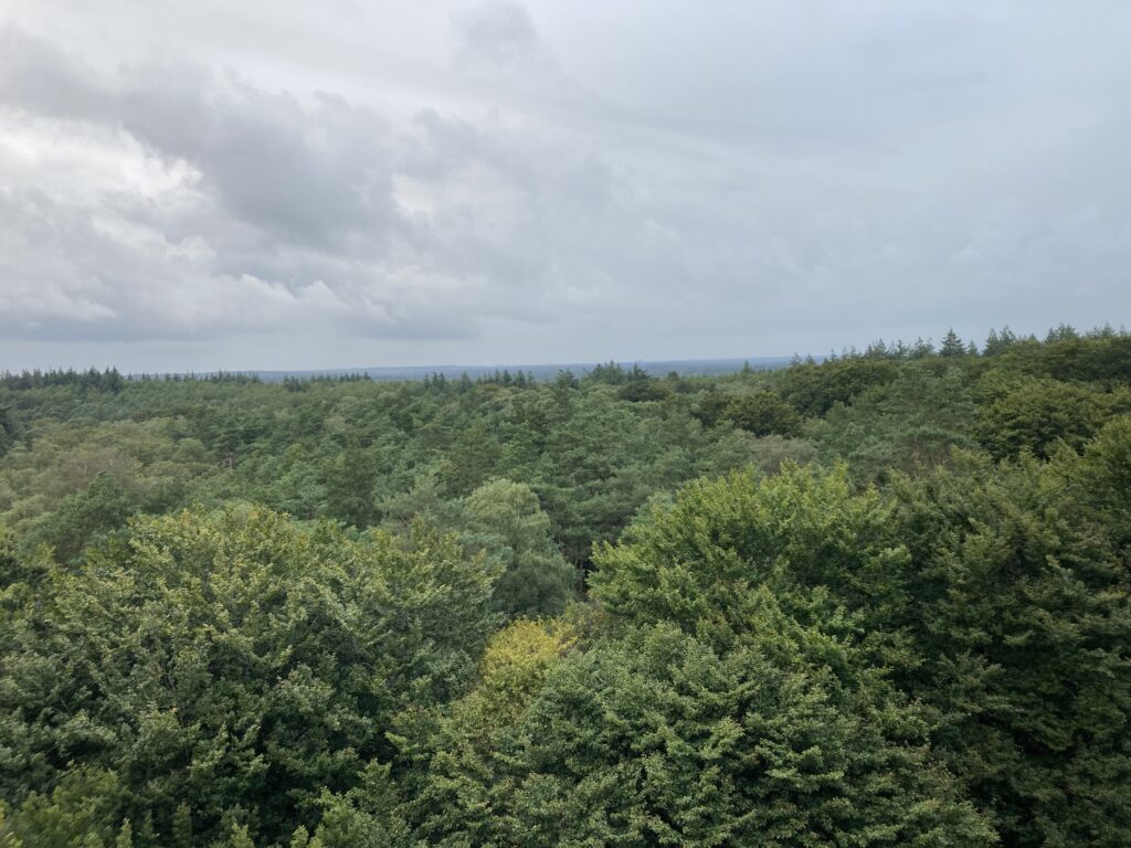 Gevraagd: nieuwe leden Werkgroep Vereisten voor Certificering van Duurzaam Bosbeheer featured image