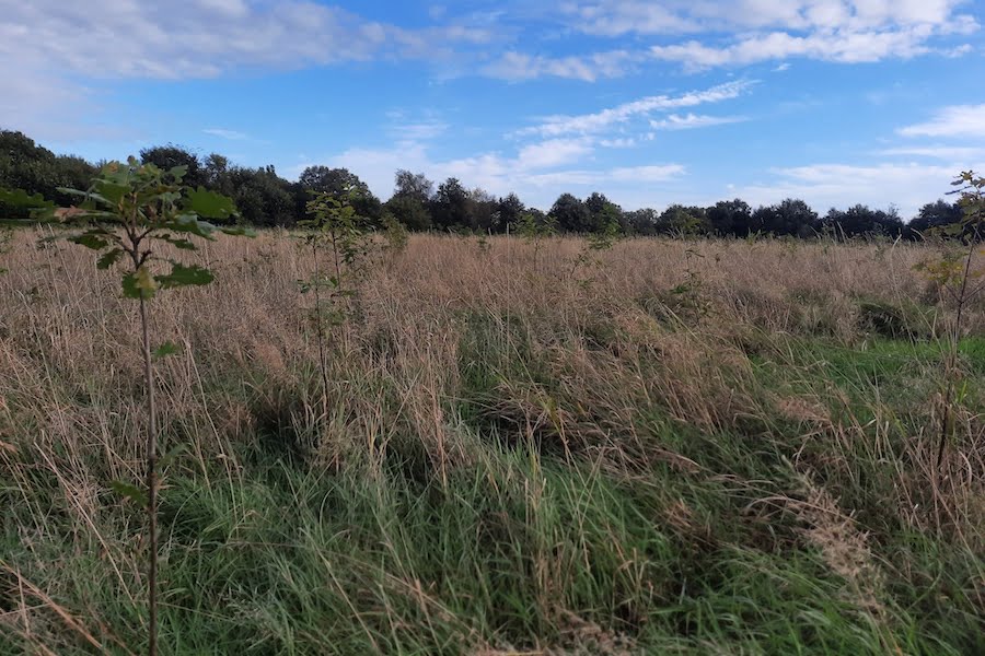 Koolstofvastlegging voor het eerst gecertificeerd featured image