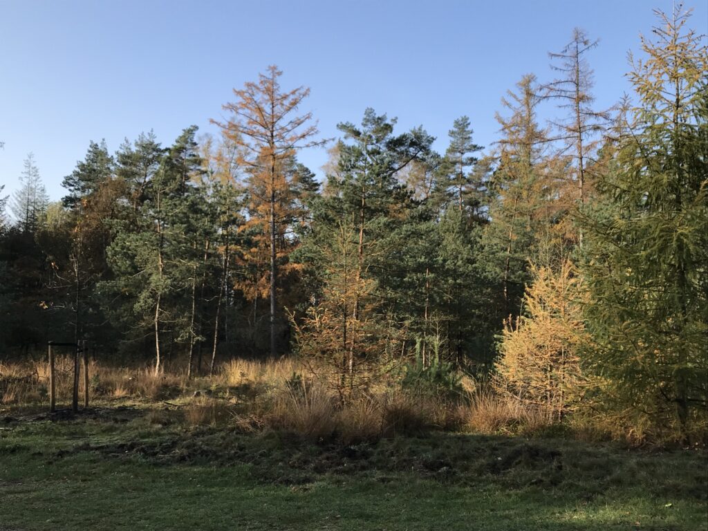 Database zesde en zevende Nederlandse Bosinventarisatie