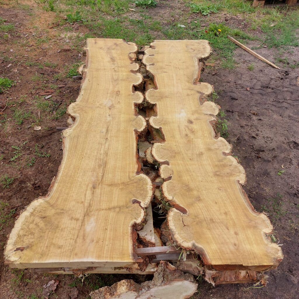 Robinia stam