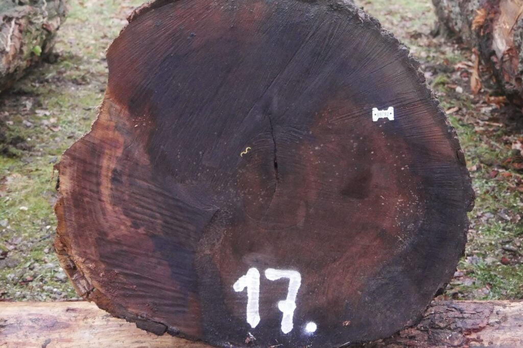 Rondhoutveiling 2024: prijs gemiddeld 290 euro per kuub featured image