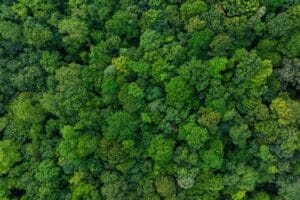 Bos areaal met pefc keurmerk groeit