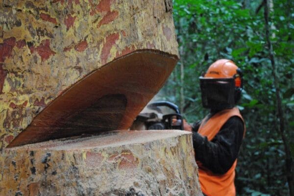 Houtoogst in Gabon