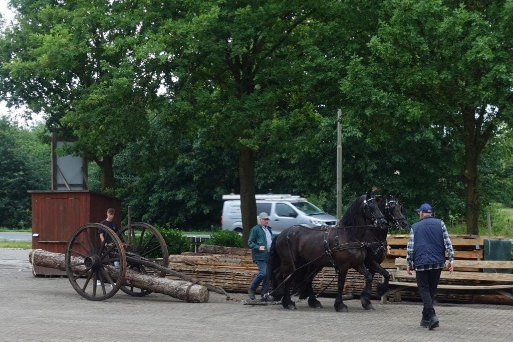 Mallejan boom paarden