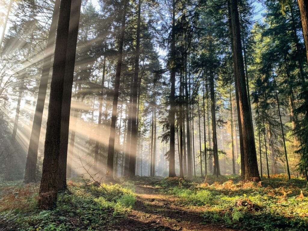 naaldhoutbos foto bij webinar EUDR PEFC