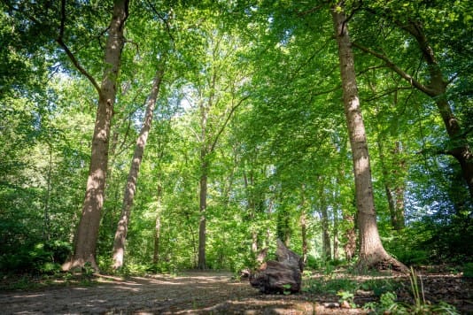PEFC gematigd positief uitstellen EUDR