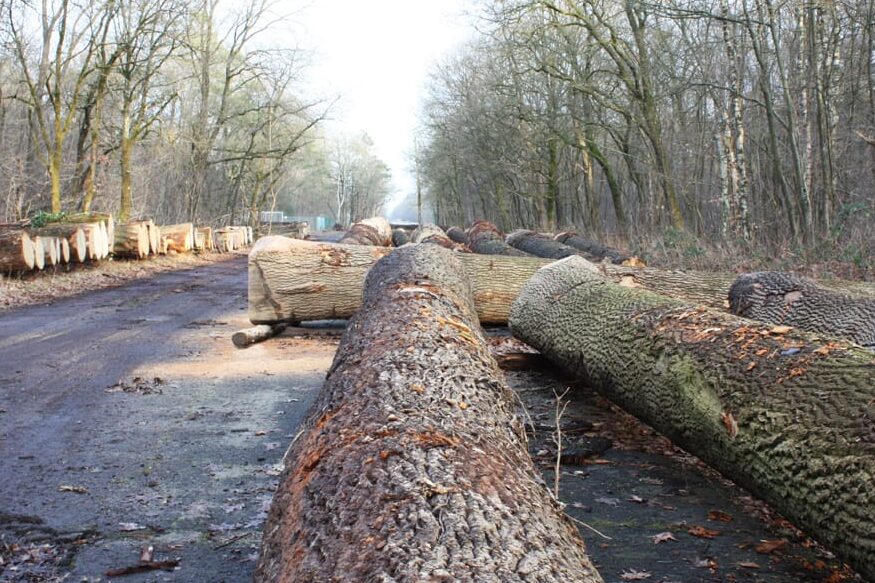 De kavels/stammen van de rondhoutveiling die 28 feb onder de hamer gaan.