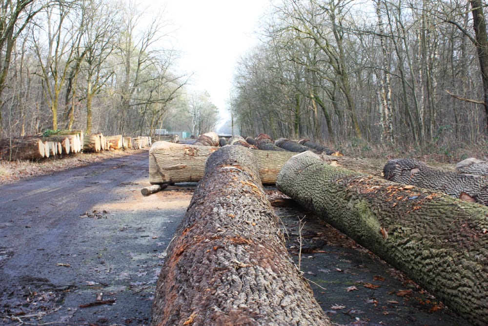 Deze stammen worden verkocht op Rondhoutveiling 2026
